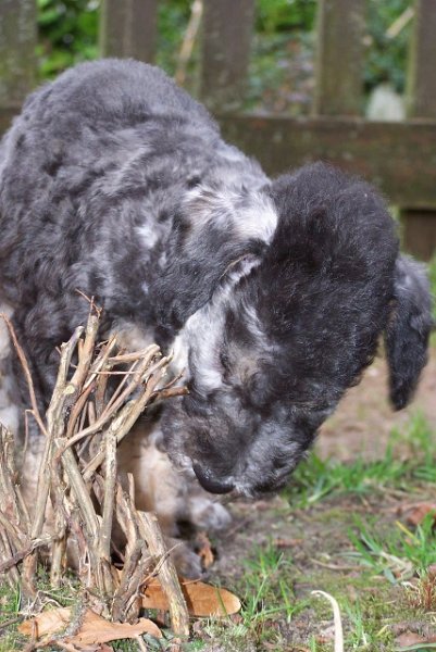 Ar-cen-ciel Arlequin 24.02 (23).JPG